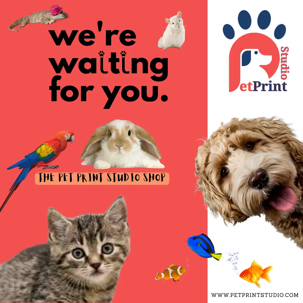 Pet Print Studio